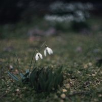 Сияние мартовских ду́хов. :: Анатолий Щербак