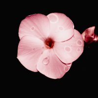 Phlox | 22
