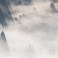 Утренние силуэты