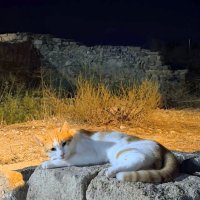 Кошечка,в ночи