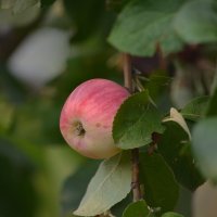 Яблочко
