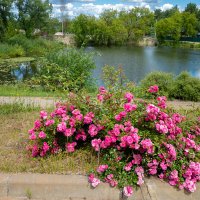 Плетистая розовая роза