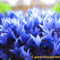 василек :: Владимир 