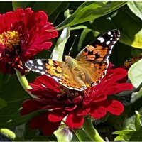 У меня НА Даче... Бабочка🦋 :: "The Natural World" Александер У меня НА Даче... Бабочка🦋 :: "The Natural World" Александер