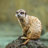 Сурикат :: SanSan 