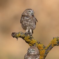 Дикие животные