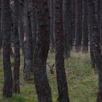 Встреча на Куршской косе. :: Константин Белоногов
