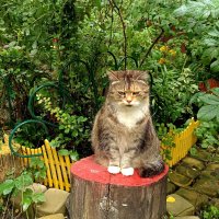 Котосессия :: Мария Васильева