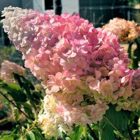 Каждая гортензия - чудо природы.