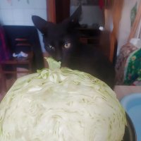 Гаврюша