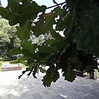 Листья дуба. :: Владимир Драгунский Листья дуба. :: Владимир Драгунский