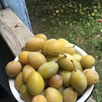 Сливы поспели
