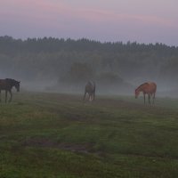 Выгул летним утром. :: Виктор Евстратов Выгул летним утром. :: Виктор Евстратов