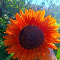 Подсолнух 🌻
