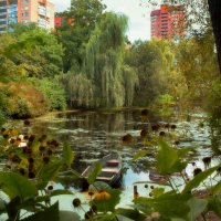 У  пруда в Аптекарском огороде.