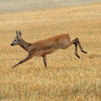Дикие животные