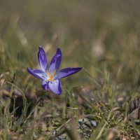 Мартовские крокусы. :: Анатолий Щербак Мартовские крокусы. :: Анатолий Щербак