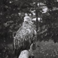 Орлан. Ленинградский зоопарк.