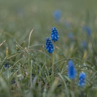 Забавные мускари.