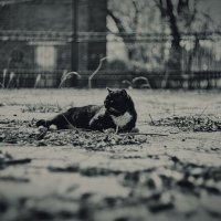 Черно-белого Марта цвет. :: Анатолий Щербак