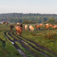 Утро летнего выгула. :: Виктор Евстратов Утро летнего выгула. :: Виктор Евстратов