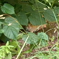 Осторожная кошка