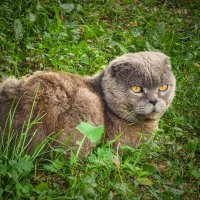 Соседский кот Прошка :: Мариша Тим
