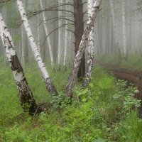 Утро в берёзовом лесу