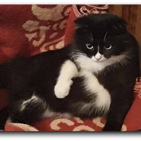 Нюша (шотландской породы).ждет котят :: Елизавета Мур Нюша (шотландской породы).ждет котят :: Елизавета Мур