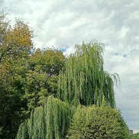Старая ива :: Леонид Иванчук