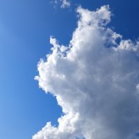 существо на голове :: Владимир существо на голове :: Владимир