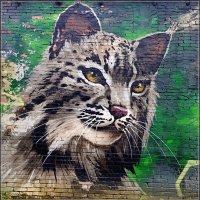 Граффити :: Лия ☼ Граффити :: Лия ☼