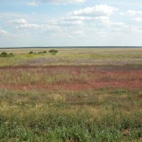 Солончаковая степь :: Наталья Лунева Солончаковая степь :: Наталья Лунева