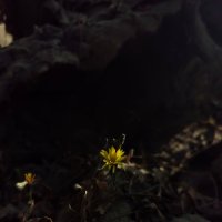 Куда не доходило солнце
