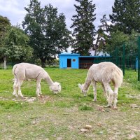 Альпаки :: Елена Сухорученкова
