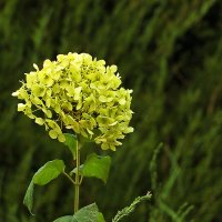 Свет во мраке :: Светлана 