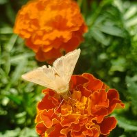 На бархаце сидит бабочка 🦋 :: Вячеслав Коломойцев