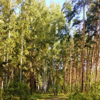 Лесными тропами . :: Мила Бовкун