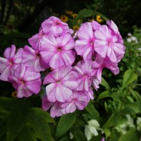 Флоксы :: Лидия Бусурина Флоксы :: Лидия Бусурина