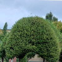 Каменная мозаика дорожки