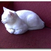 Любимая поза Снежки :: Елизавета Мур - Леонова