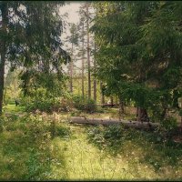 Пейзажи на озере Светлом. :: Лилия *