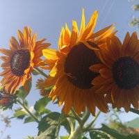 Подсолнух 🌻🌻🌻