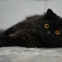 Взгляд, который завораживает :: Виктория Гавриленко