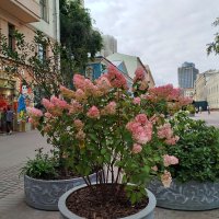 Осенние гортензии на летнем Арбате