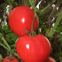 Помидорки :: Людмила Смородинская Помидорки :: Людмила Смородинская