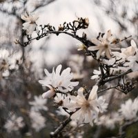 Магнолия звёздчатая (Magnolia stellata). :: Анатолий Щербак