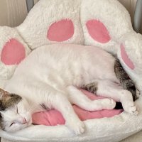 Котик спит :: М С