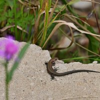 Дикие животные :: Вадим