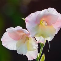 Природа